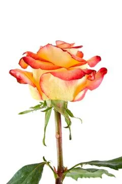 	The red-yellow rose Stock Photos