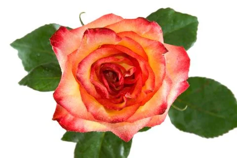 	The red-yellow rose Stock Photos