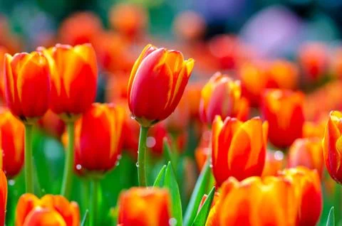 The red yellow tulip fields are densely blooming Stock Photos