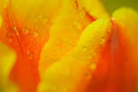 Red yellow tulip with water drops. Orange natural Background. The concept of  스톡 사진