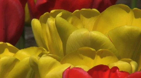 Red & Yellow Tulips Extreme Close Up (HD 1080p30) Stock Footage