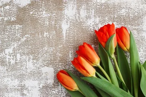 Red-yellow tulips on a light background. Spring - poster with free text space Stock Photos