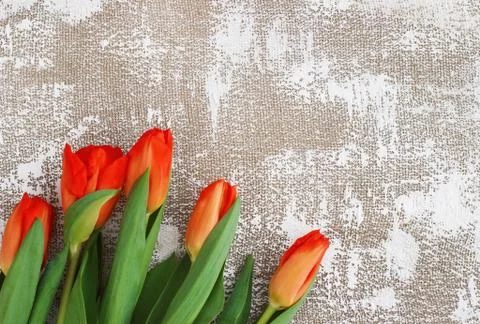 Red-yellow tulips on a light background. Spring - poster with free text space Stock Photos