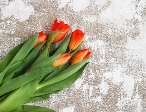 Red-yellow tulips on a light background. Spring - poster with free text space Stock Photos
