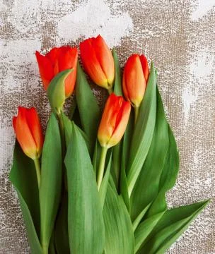 Red-yellow tulips on a light background. Spring - poster with free text space Stock Photos
