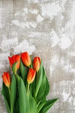 Red-yellow tulips on a light background. Spring - poster with free text space Stock Photos