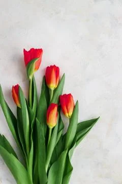 Red-yellow tulips on a light background. Spring - poster with free text space Stock Photos