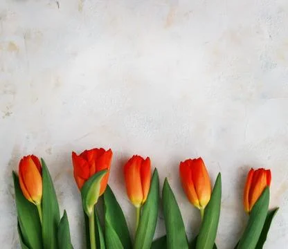 Red-yellow tulips on a light background. Spring - poster with free text space Stock Photos
