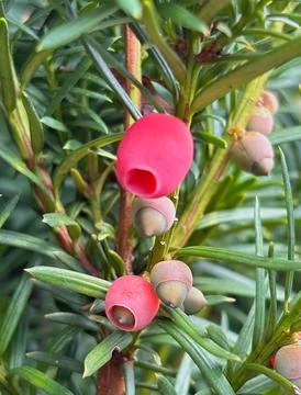 Red yew arils growing among green needles. Stock Photos