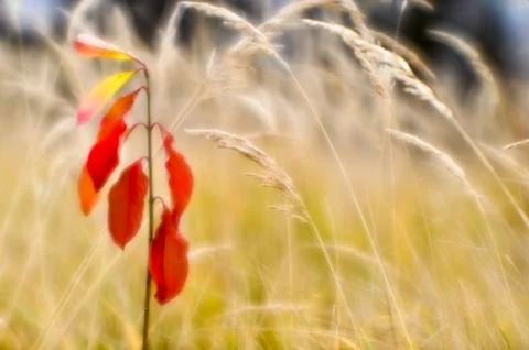 Red young Euonymus on the background of dry tall grass in the fall. Shallow d Foto stock