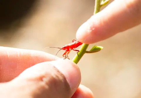 Red young firebug with human finger Foto stock