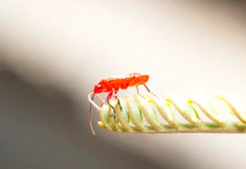 Red young firebug on small green shoot Foto stock
