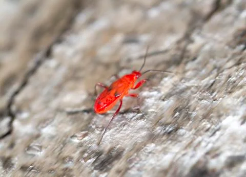 Red young firebug on tree bark Stock Photos
