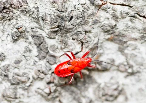 Red young firebug on tree bark Stock Photos