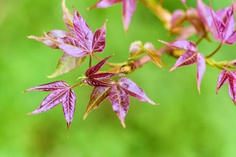 Red young leaves Maple Stock Photos