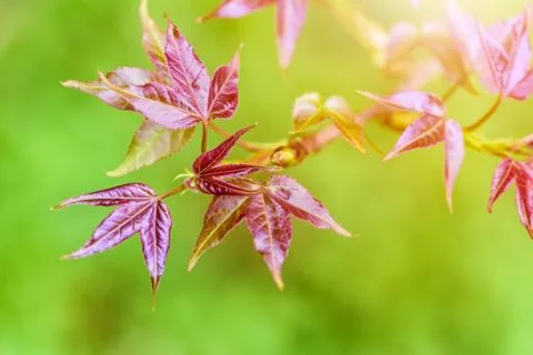 Red young leaves Maple in spring Stock Photos