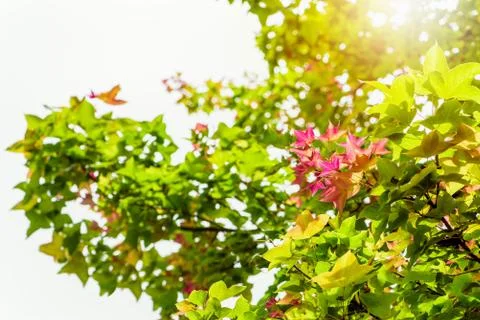 Red young leaves Maple on tree Stock Photos