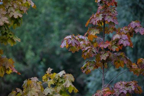 Red young maple tree in early autumn morning Foto stock