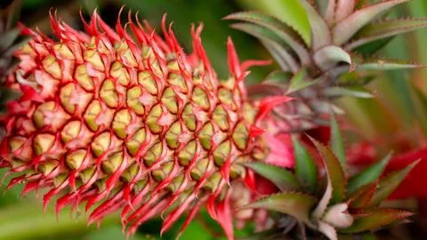 Red Young Pineapple Stock Photos