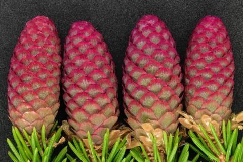 Red young spruce cones Stock Photos