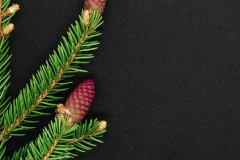 Red young spruce cones Foto stock