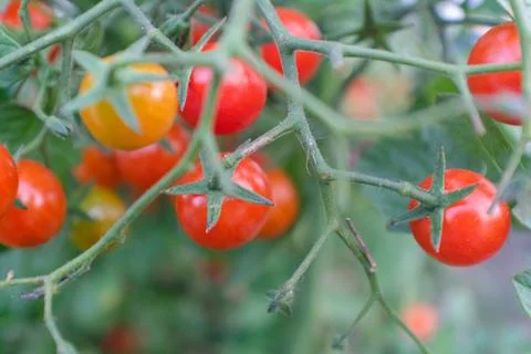 Red young tomatoes on branches, close-up. Horizontal composition with a tomato Stock Photos