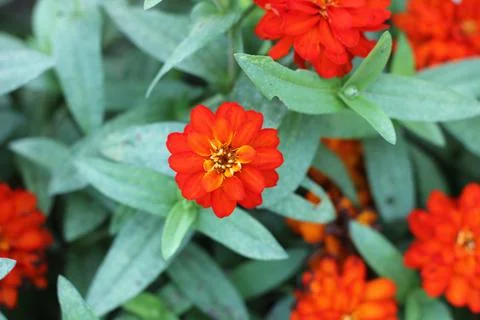 Red Zinnia Flower in Bloom Stock Photos