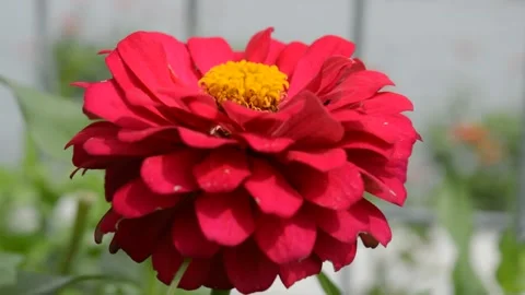 Red Zinnia Stock Footage 228932381