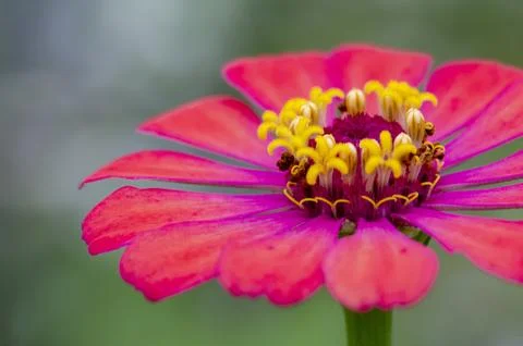 Red Zinnia Macro Closeup With Dramatic Natural Lighting. Stock Photos