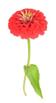 Red zinnia Stock Photos
