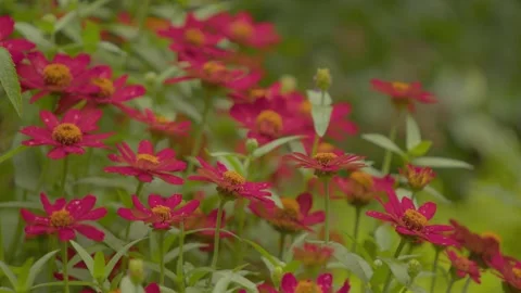 Red Zinnia's in the Rain - alt angle - med Stock Footage 344995544