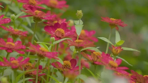 Red Zinnia's in the Rain - ECU Stock Footage 344995997