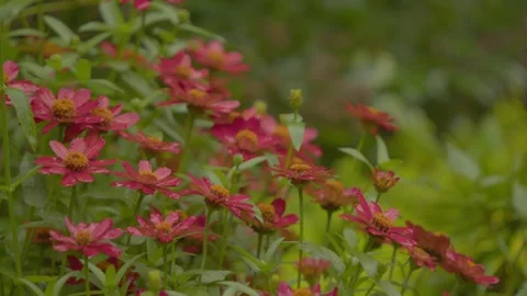 Red Zinnia's in the Rain Stock Footage 344996159
