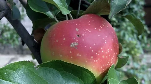 Redapple Stock Footage 8662703