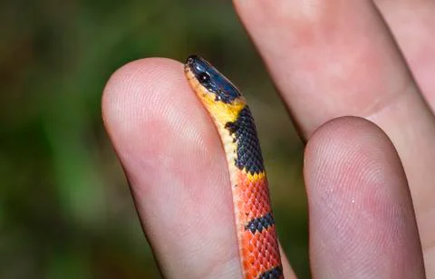 Redback coffee snake being handled in Belize Stock Photos