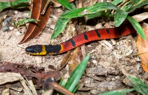 Redback coffee snake in Belize Stock Photos