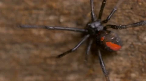Redback red back Spider Latrodectus hasseltii Vidéo 63846901