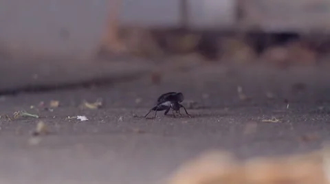 Redback Spider catching a beetle. Stock Footage 61168352