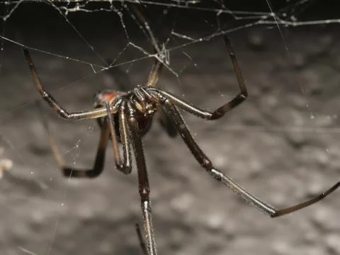 Redback Spider close up macro photo Stock Photos