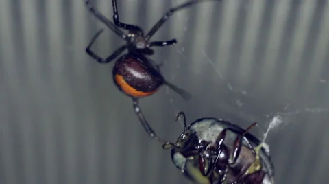 Redback spider inspecting its kill. Stock-Footage 61179716