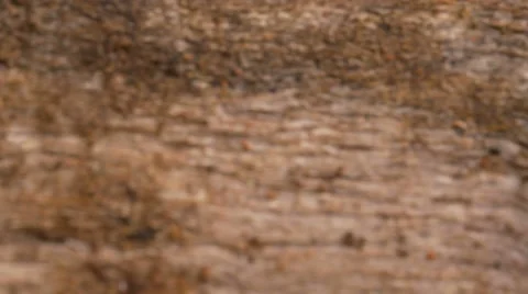 Redback Spider Latrodectus hasseltii Video stock 63846347