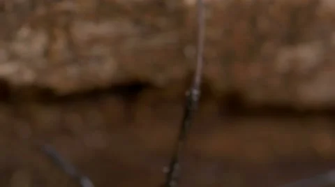 Redback Spider Latrodectus hasseltii Video stock 63846436