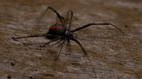 Redback Spider Latrodectus hasseltii Vidéo 63846974