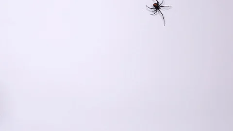 Redback Spider Moving Down A White Backg... | Stock Video | Pond5