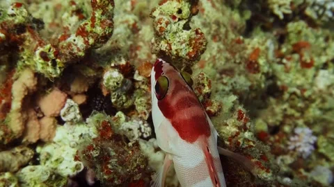 Redbarred Hawkfish Or Blacktip Grouper Resting Amid Coral Reef Formations In Tro Stock Footage 311982919