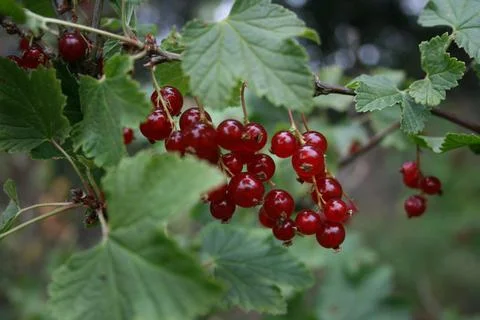 Redberries Stock Photos