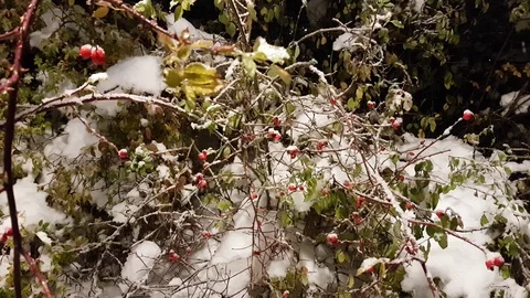 Redberry tree brunch under snow in a snowy day Stock Footage 70112495