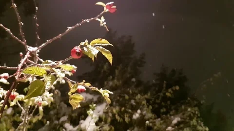 Redberry tree brunch under snow in a snowy day Stock Footage 70112534