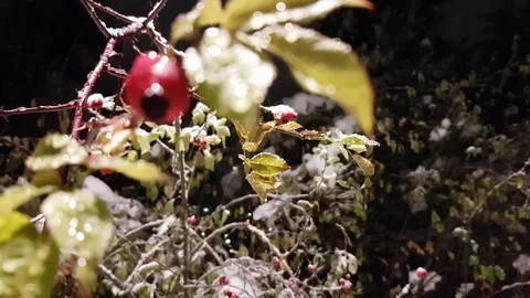 Redberry tree brunch under snow in a snowy day Stock Footage 70112537
