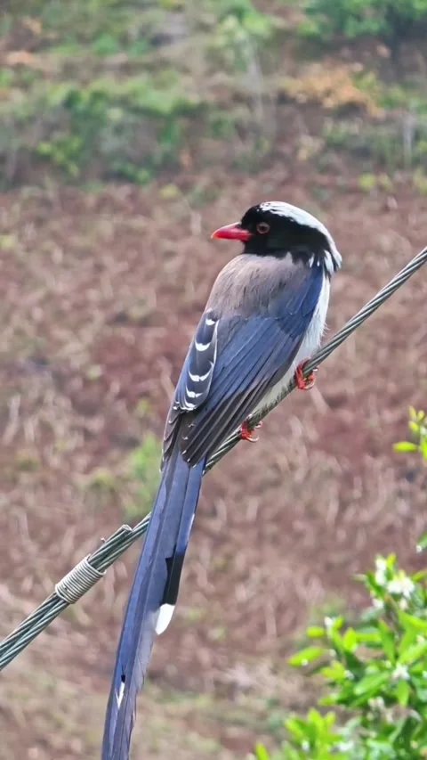 Redbilled blue magpie perched on a wire in a natural setting Vidéo 334635482